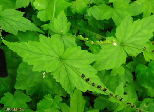 Mitella diphylla, Two-leaved Miterwort, Bishop's Cap