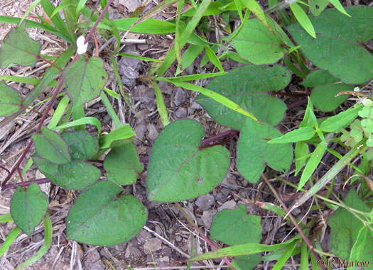 image of Ipomoea pandurata, Manroot, Wild Potato Vine, Man-of-the-earth, Wild Sweet Potato