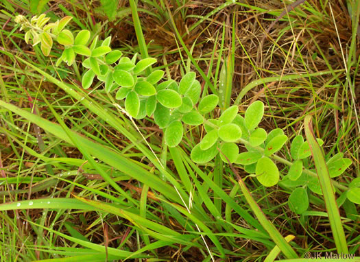 image of Lespedeza hirta +, Hairy Bush-clover, Hairy Lespedeza, Silvery Lespedeza