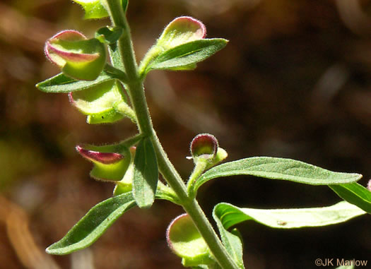 image of Scutellaria integrifolia, Hyssop Skullcap, Narrowleaf Skullcap