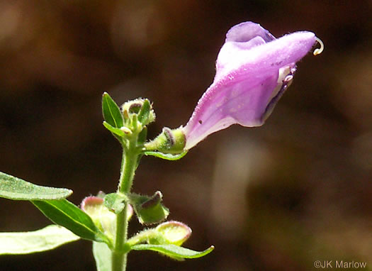 image of Scutellaria integrifolia, Hyssop Skullcap, Narrowleaf Skullcap