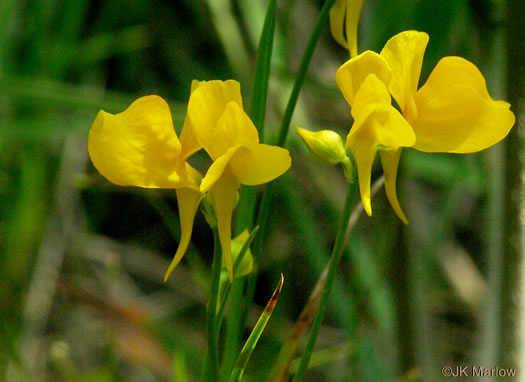 image of Utricularia cornuta, Horned Bladderwort