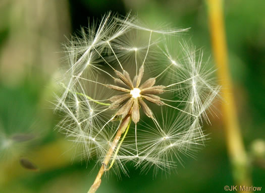 Lactuca serriola, Prickly Lettuce