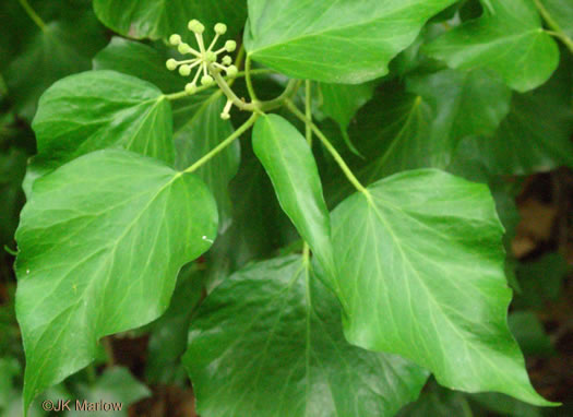 image of Hedera helix var. helix, English Ivy, Common Ivy