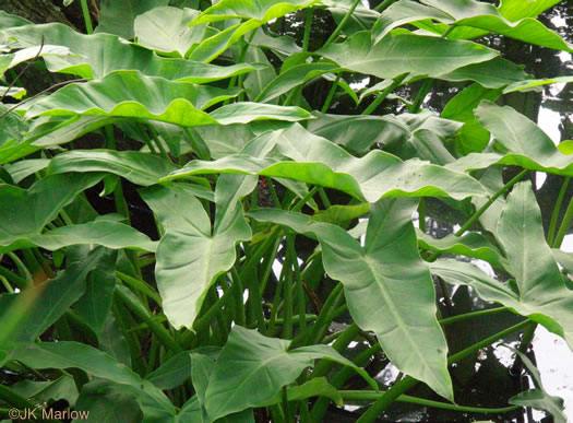 image of Peltandra virginica, Green Arrow-arum, Tuckahoe