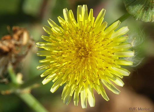 Sonchus oleraceus, Annual Sowthistle, Common Sowthistle