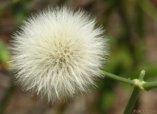 Sonchus oleraceus, Annual Sowthistle, Common Sowthistle