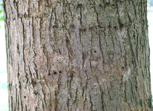 image of Ulmus americana var. americana, American Elm, White Elm