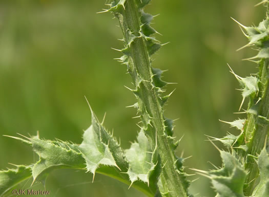 image of Carduus nutans, Nodding Thistle, Musk Thistle