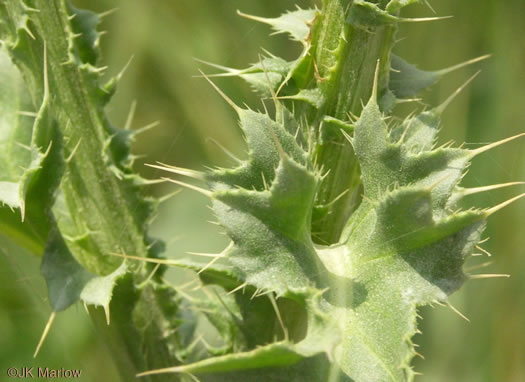 image of Carduus nutans, Nodding Thistle, Musk Thistle