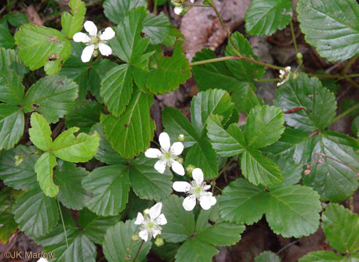 image of Rubus hispidus, Swamp Dewberry, Bristly Dewberry