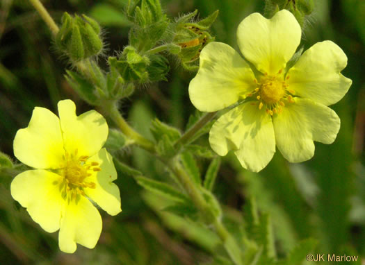 image of Potentilla recta, Rough-fruited Cinquefoil, Sulphur Cinquefoil, Sulphur Five-fingers