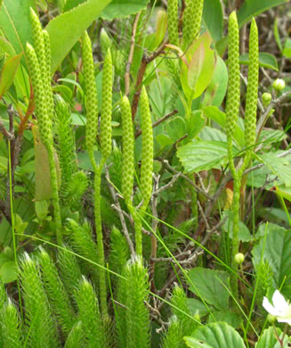 image of Lycopodium clavatum, Staghorn Clubmoss, Running Clubmoss, Ground-pine