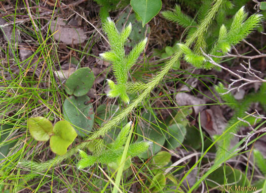 image of Lycopodium clavatum, Staghorn Clubmoss, Running Clubmoss, Ground-pine