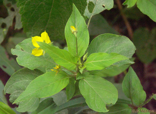 image of Steironema ciliatum, Fringed Loosestrife