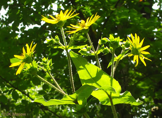 image of Silphium connatum, Virginia Cup-plant