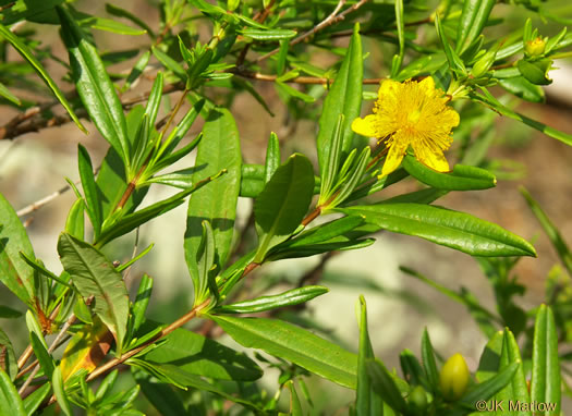 image of Hypericum prolificum, Shrubby St. Johnswort