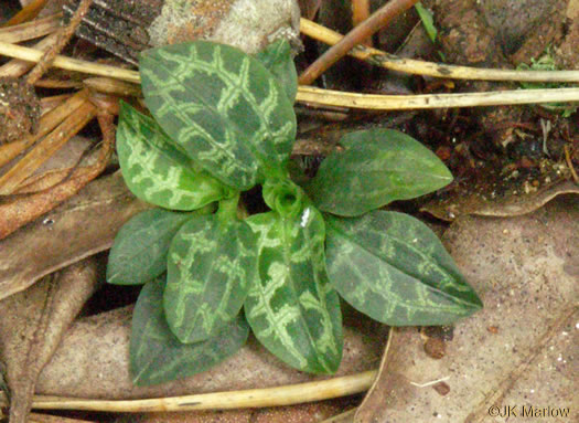 Goodyera repens, Lesser Rattlesnake-orchid, Lesser Rattlesnake-plantain