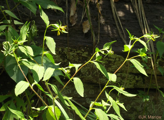 image of Rudbeckia triloba var. triloba, Common Three-lobed Coneflower, Brown-eyed Susan, Thin-Leaved Coneflower