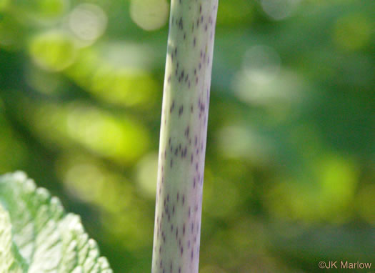 Eutrochium fistulosum, Hollow-stem Joe-pye-weed