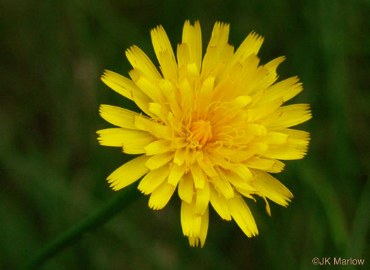 image of Hypochaeris radicata, Hairy Cat's-ear, Spotted Cat's-ear, Cat's Ear Dandelion