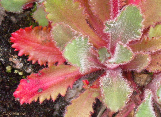 image of Micranthes petiolaris var. petiolaris, Michaux's Saxifrage, Cliff Saxifrage