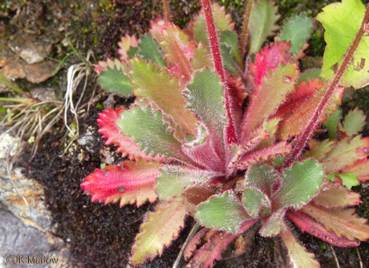 Michaux's Saxifrage