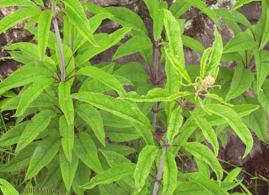 image of Eutrochium fistulosum, Hollow-stem Joe-pye-weed