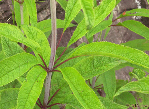 image of Eutrochium fistulosum, Hollow-stem Joe-pye-weed