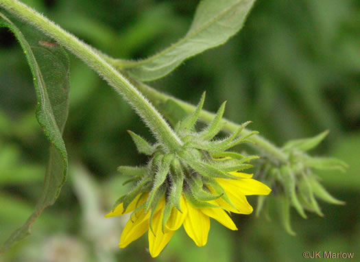 image of Helianthus resinosus, Hairy Sunflower, Resinous Sunflower, Gray Sunflower, Resindot Sunflower