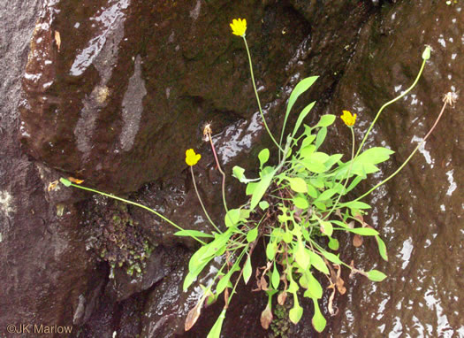 image of Krigia montana, Mountain Dwarf-dandelion, Mountain Cynthia