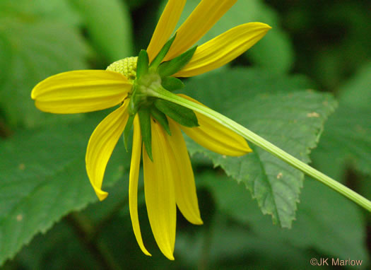 image of Rudbeckia laciniata var. laciniata, Greenheaded Coneflower, Common Cutleaf Coneflower