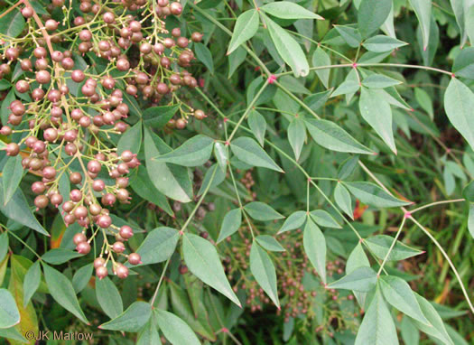 image of Nandina domestica, Nandina, Heavenly-bamboo, Sacred-bamboo