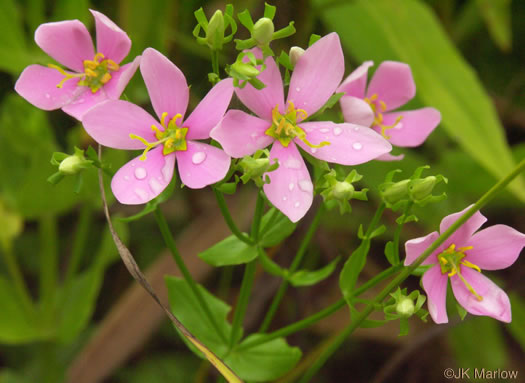 image of Sabatia angularis, Rose-pink, Bitterbloom, Common Marsh-pink, American Centaury