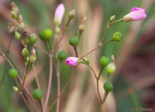 image of Phemeranthus teretifolius, Appalachian Fameflower, Appalachian Rock-pink, Rock Portulaca, Quill Fameflower