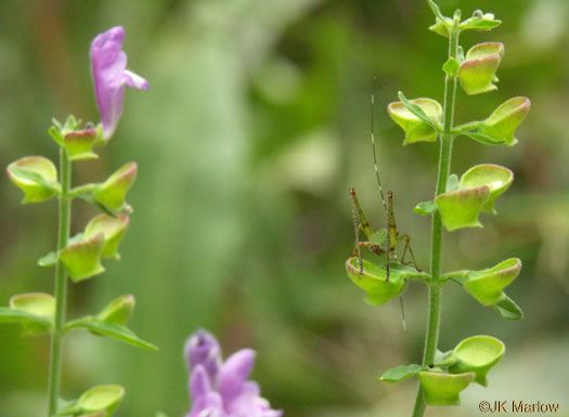 image of Scutellaria integrifolia, Hyssop Skullcap, Narrowleaf Skullcap