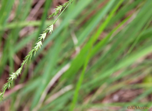 image of Chasmanthium laxum, Slender Woodoats, Slender Spikegrass