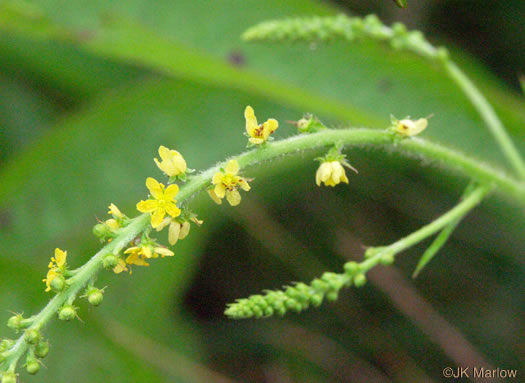 image of Agrimonia parviflora, Southern Agrimony, Small-flowered Agrimony, Harvestlice