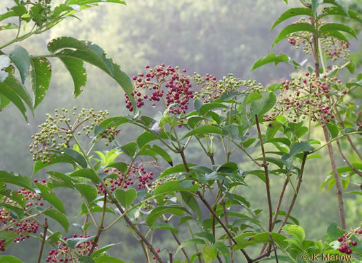 image of Sambucus canadensis, Common Elderberry, American Elder