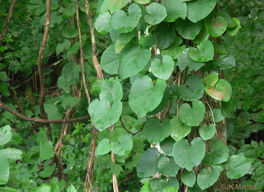 image of Isotrema macrophyllum, Dutchman's Pipe, Pipevine