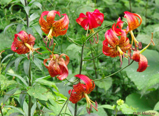 image of Lilium superbum, Turk's-cap Lily, Lily-royal, Superb Lily