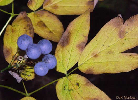 image of Caulophyllum thalictroides, Common Blue Cohosh, Papooseroot, Green Vivian