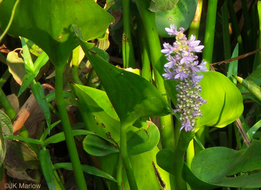 image of Pontederia cordata var. cordata, Heartleaf Pickerelweed, Wampee