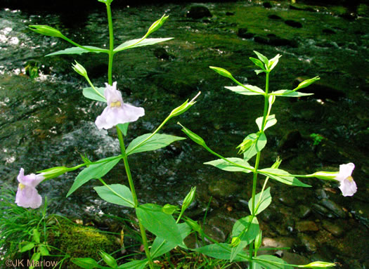 image of Mimulus ringens var. ringens, Allegheny Monkeyflower, Square-stemmed Monkeyflower