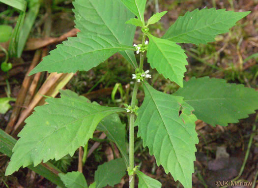 image of Lycopus virginicus, Virginia Bugleweed, Virginia water horehound