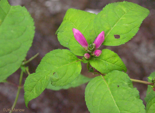 image of Chelone lyonii, Mountain Turtlehead, Pink Turtlehead, Appalachian Turtlehead