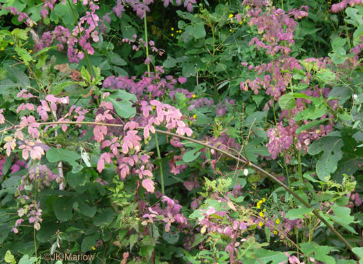 image of Thalictrum pubescens, Common Tall Meadowrue, King-of-the-meadow, Late Meadowrue