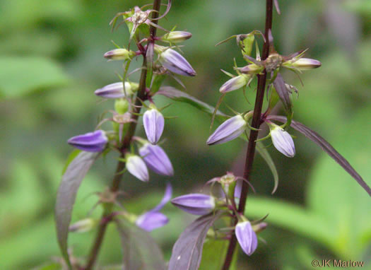 image of Campanulastrum americanum, Tall Bellflower