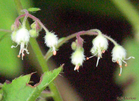 image of Heuchera villosa, Mapleleaf Alumroot, Hairy Alumroot, Rock Alumroot, Crag-jangle