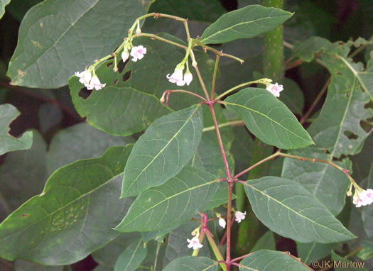 image of Apocynum androsaemifolium, Spreading Dogbane